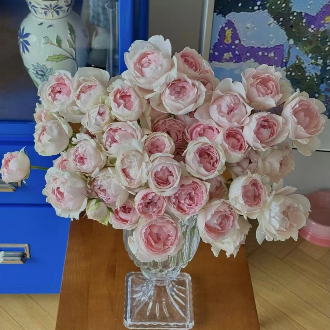 【一品花集】【幻羽】稀有多头玫瑰（注意：带包装醒花哦~）