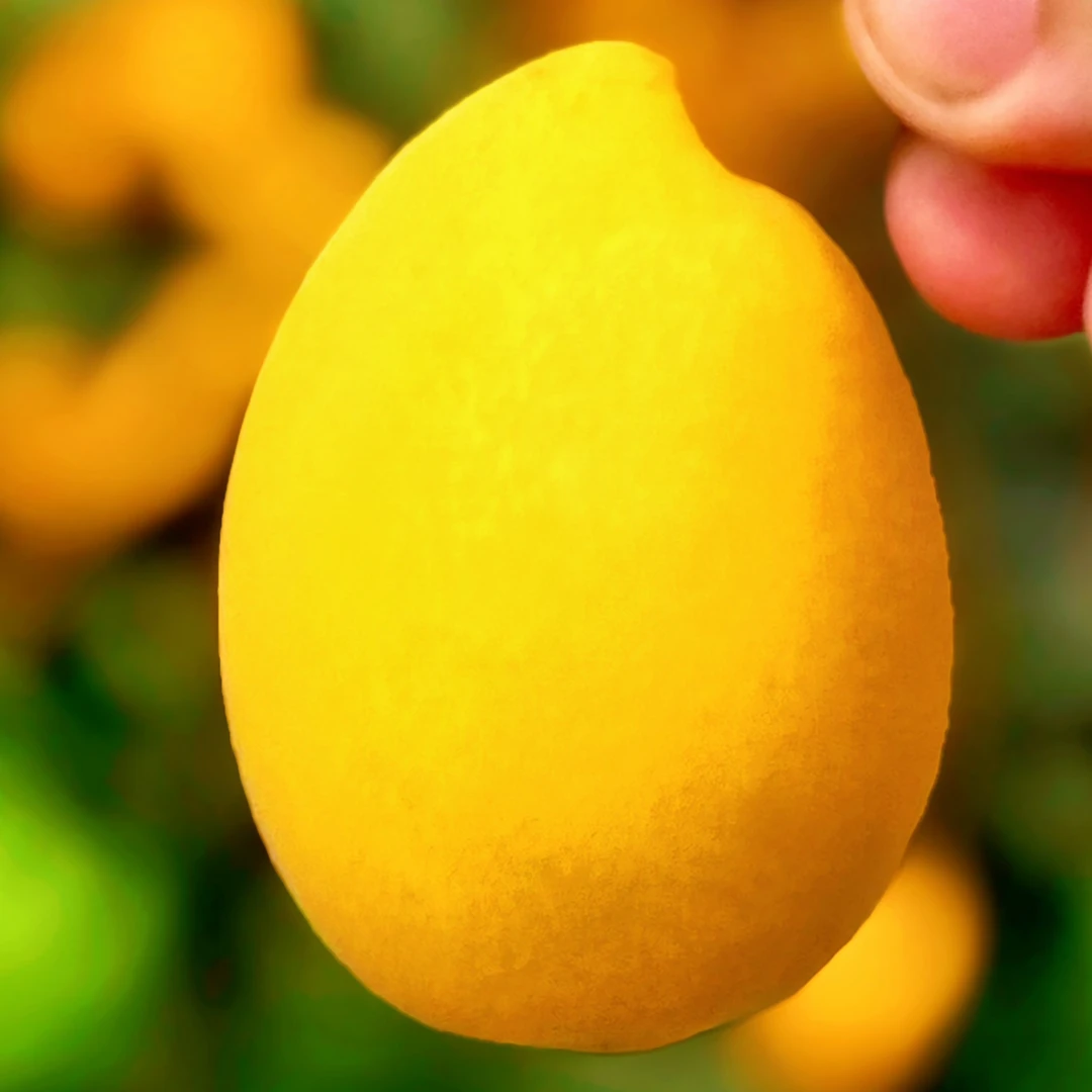 【老爸精选】白荔枝枇杷浙江玉环白枇杷新鲜水果软糯香甜