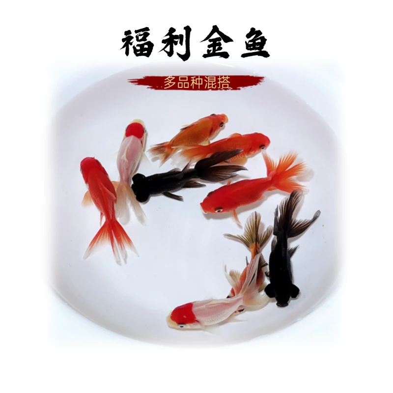 【福利金鱼】4-6厘米11条龙睛金鱼国狮金鱼丹顶红狮金鱼鎏金金鱼