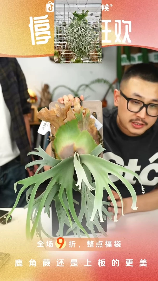 不开花植物W207-月光L亚成