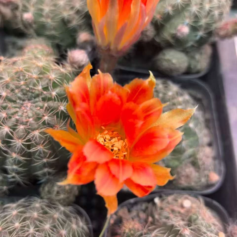 橘子汽水丽花仙人球多肉植物