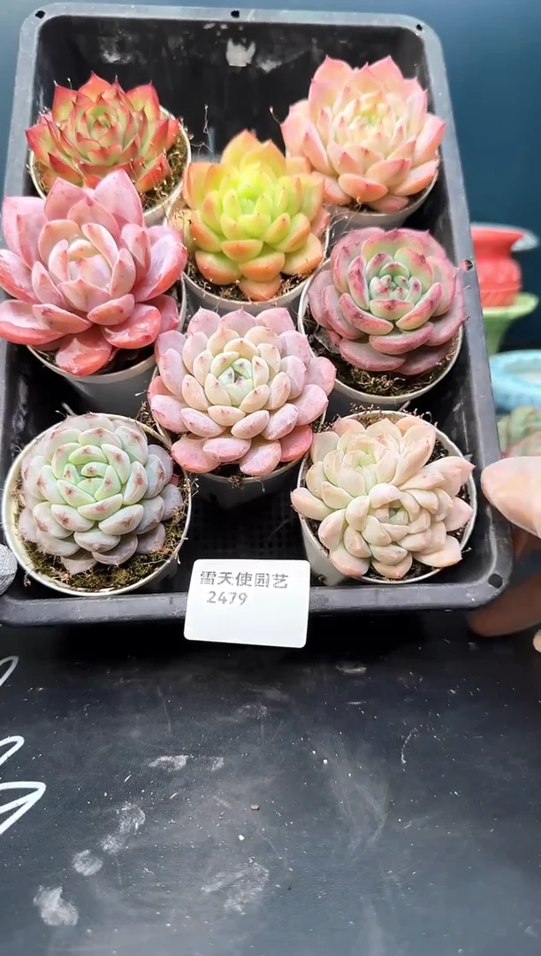 2 479  多肉8   颗