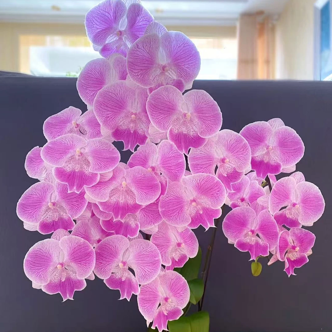 【2个花剑】大花大舌头 梦露蝴蝶兰 3.0寸杯