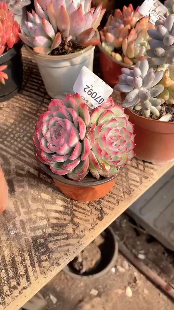 x****g跃跃精品多肉07092