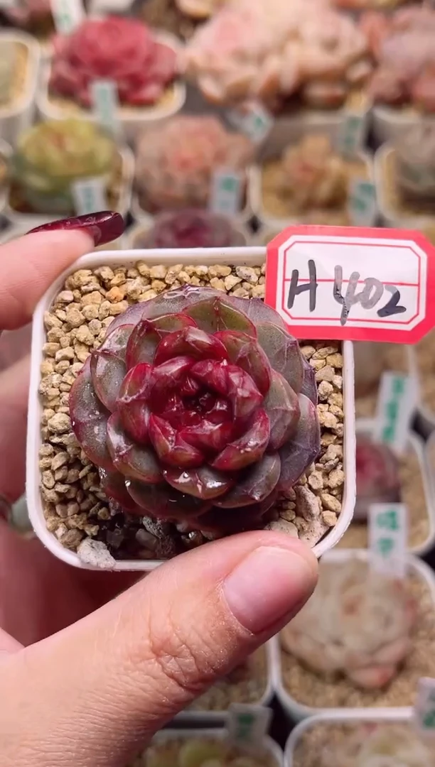 【闪购商品】H402软烟罗一物一拍