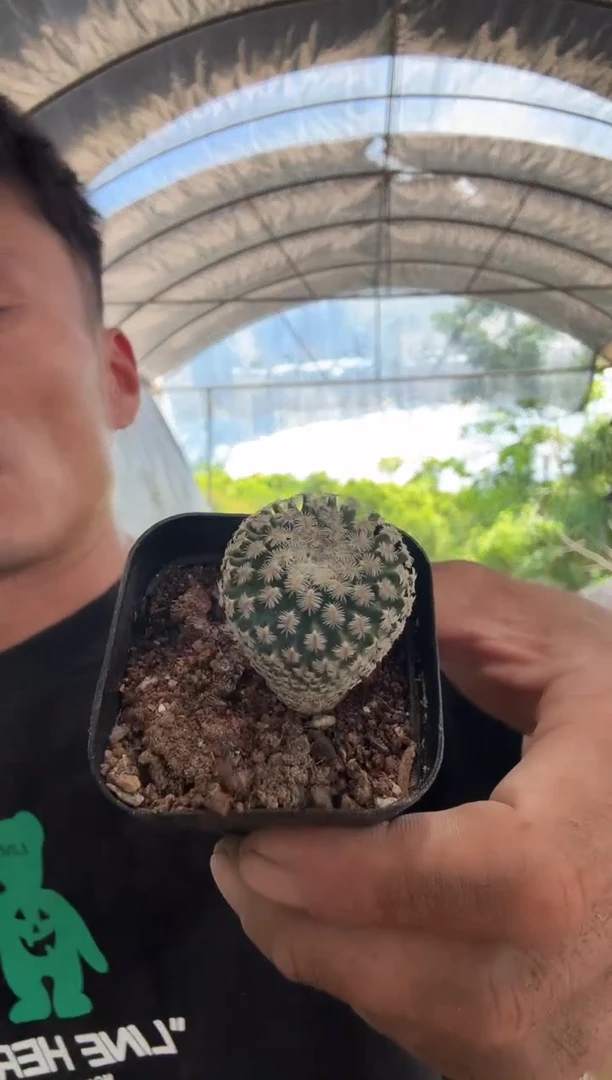 海胆娇丽19.99===