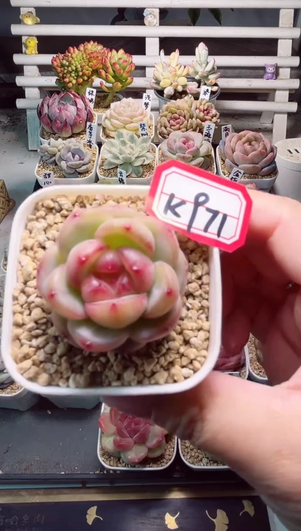 【闪购商品】K971灵珠一物一拍