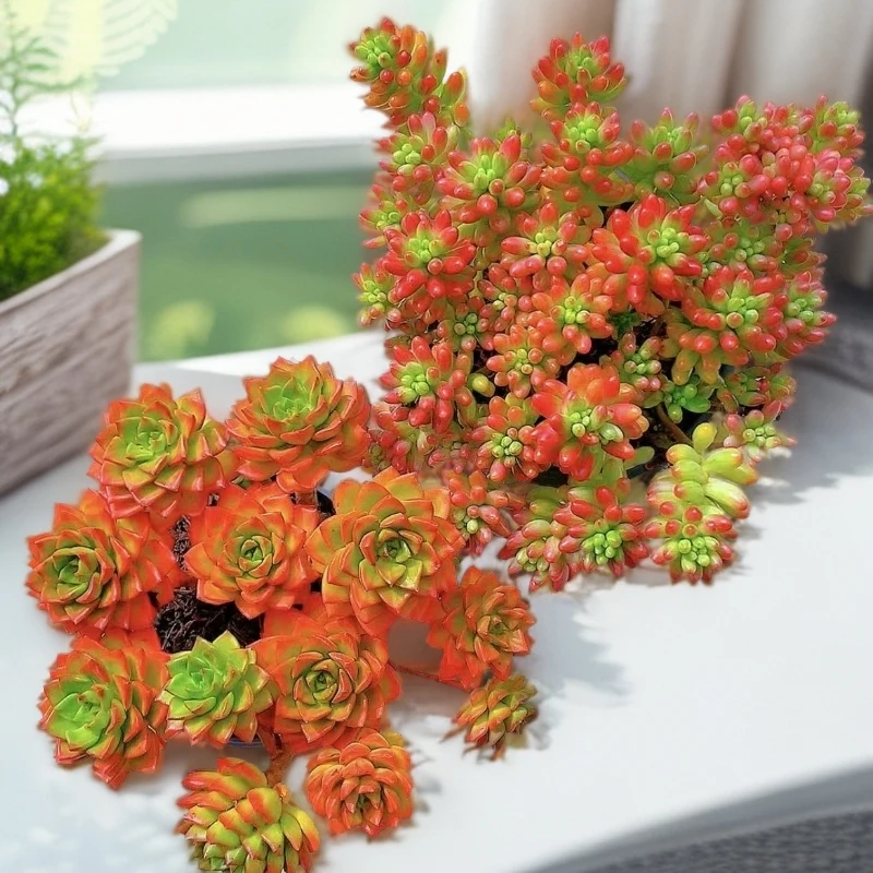 红葡萄火焰蒂亚两种新手好养耐寒耐旱多肉植物盆栽带养殖盆土发货