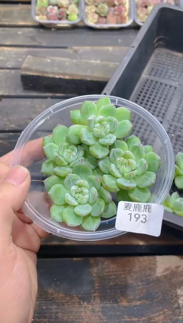 193雪花珍妮      量拍