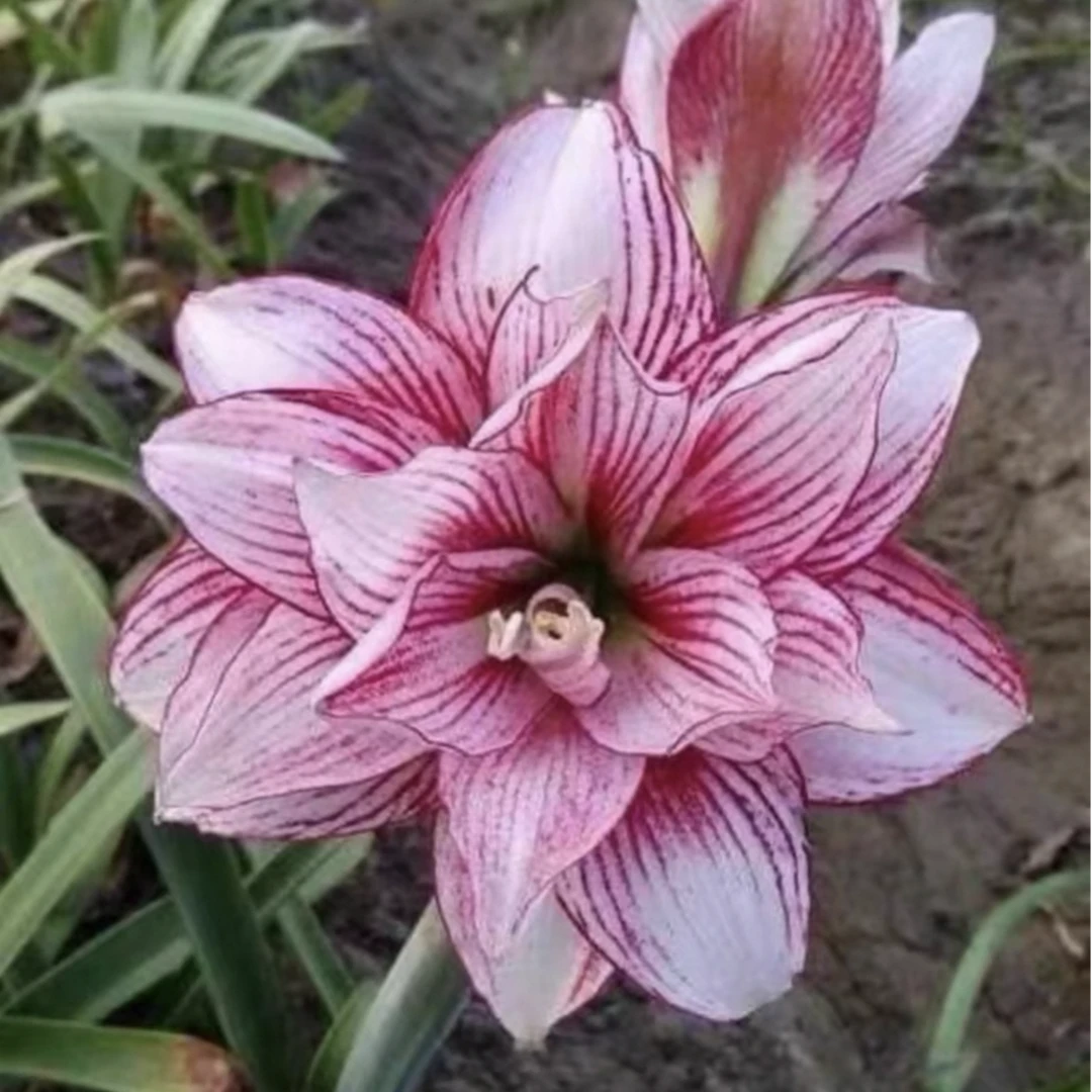 朱顶红种球【T07】小苗自然球，不带侧芽