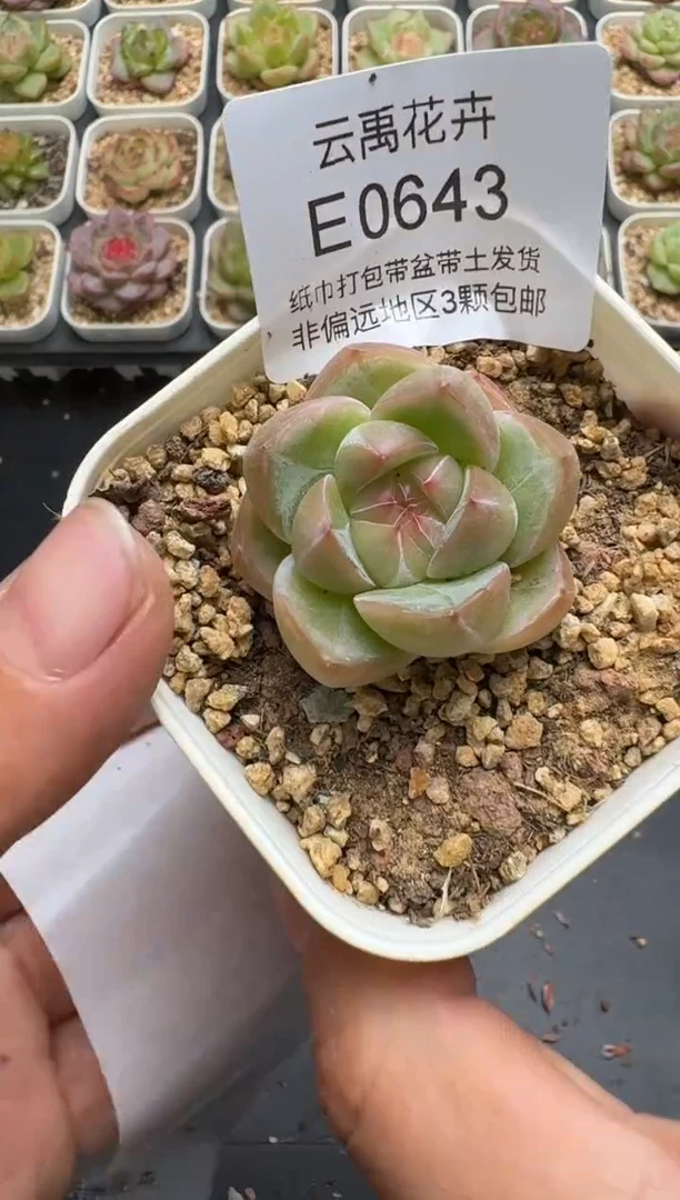 643E云禹多肉植物 带盆土纸巾打包 3颗包邮