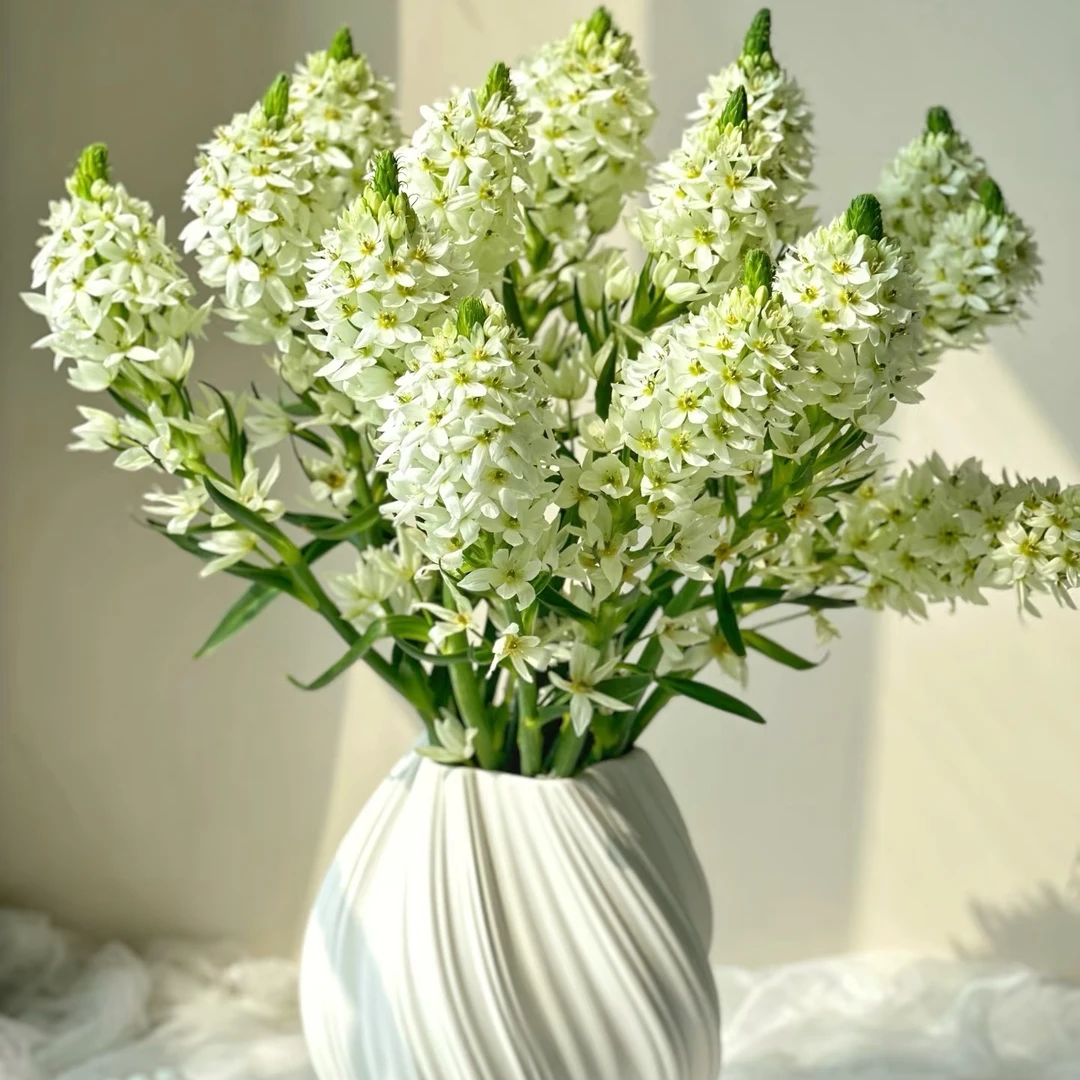 新鲜圣心百合鲜花家庭办公室瓶插水养 草本球根花卉 新手易养花卉