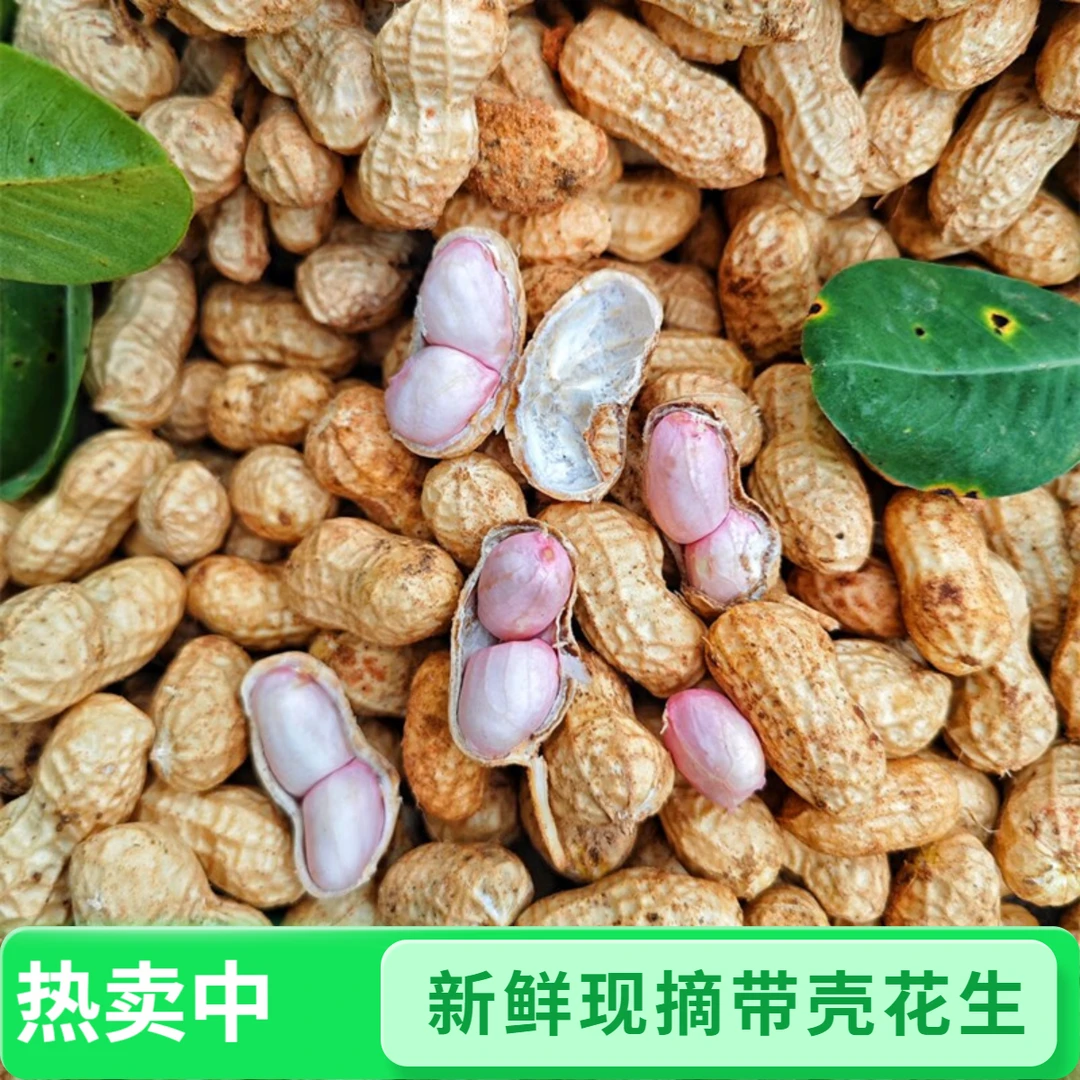 新鲜采摘花生 可生吃 水煮 榨汁 上午采摘下午发货