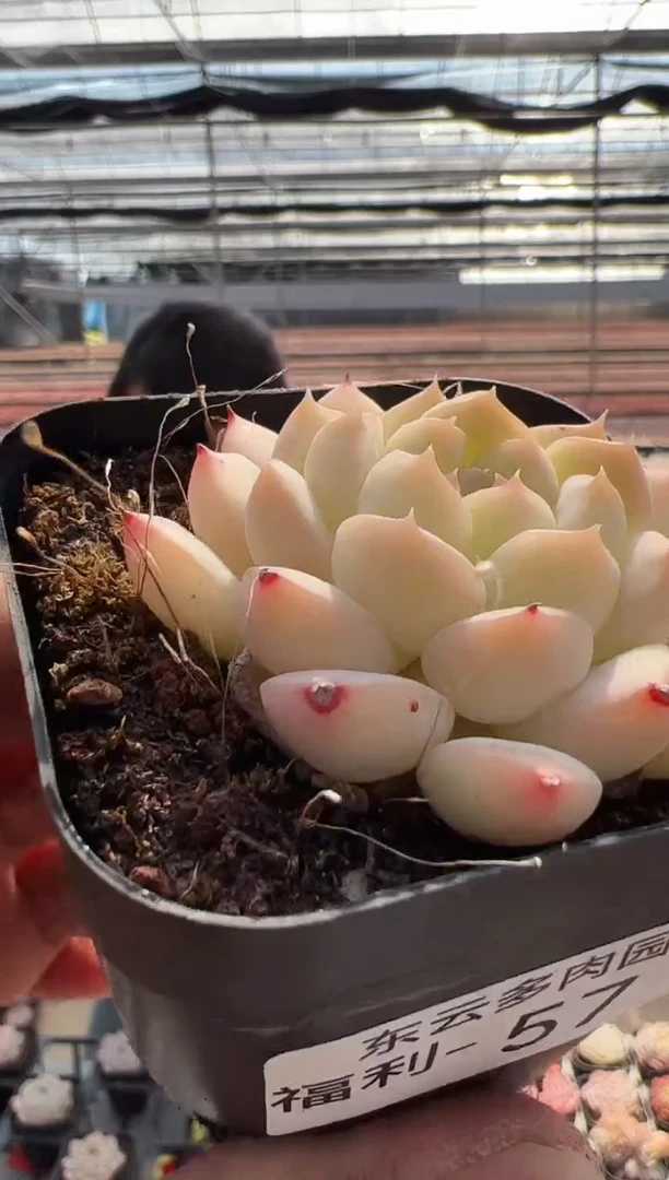 【闪购商品】福利款多肉-57