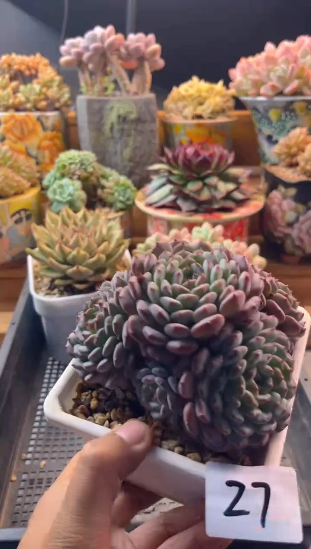 10.27-27白胖子111111111111111