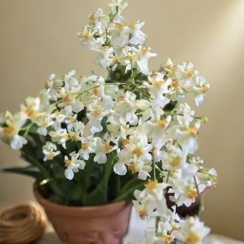 光宗白色梦红梦香黄梦香兰室内高端兰花盆栽好养有香味花期长