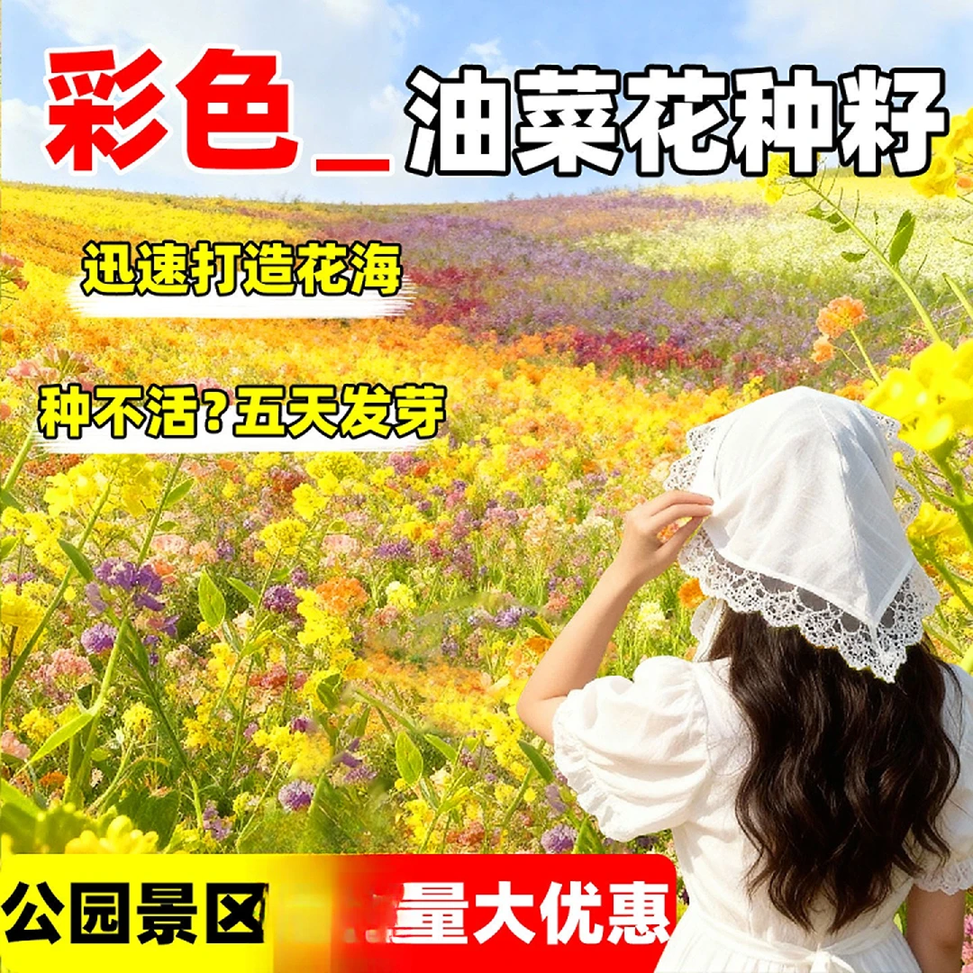 黄色/彩色油菜花种子七彩油菜籽耐寒室外庭院景观花海花草种籽