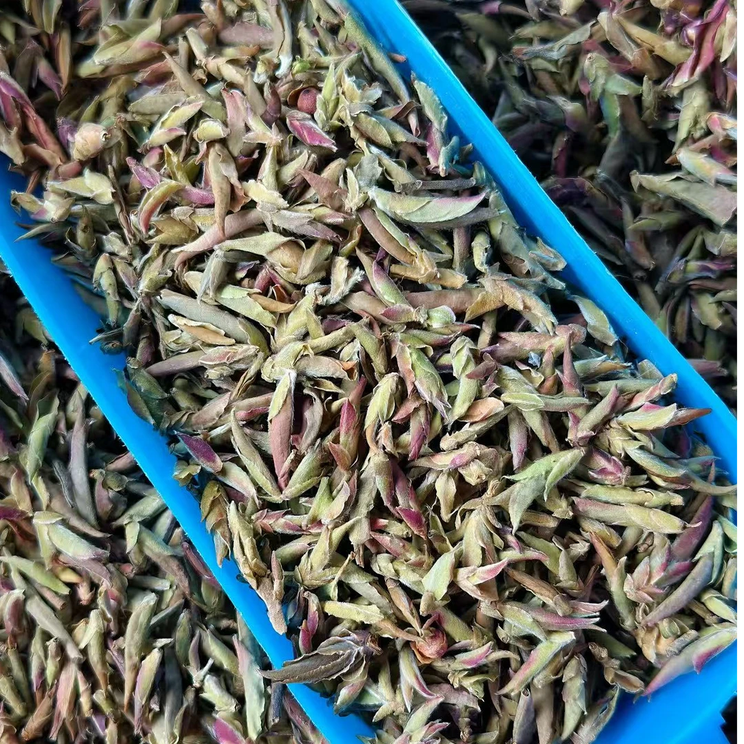 【三年野生紫芽孢】大雪山野生紫芽孢花青素含量丰富【支持试喝】