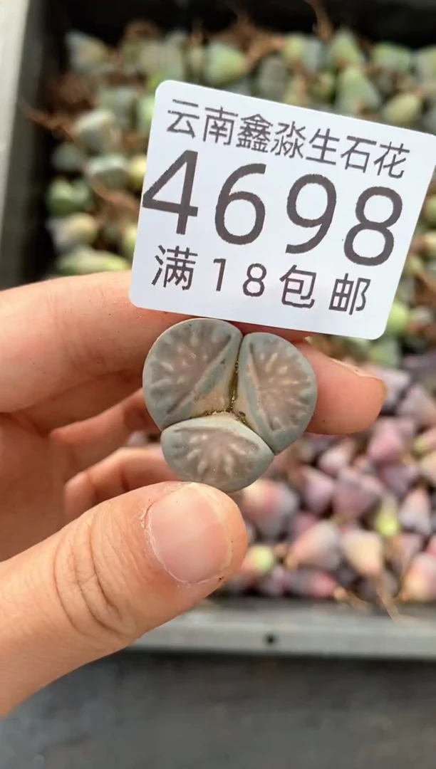 4698特价奔驰一颗