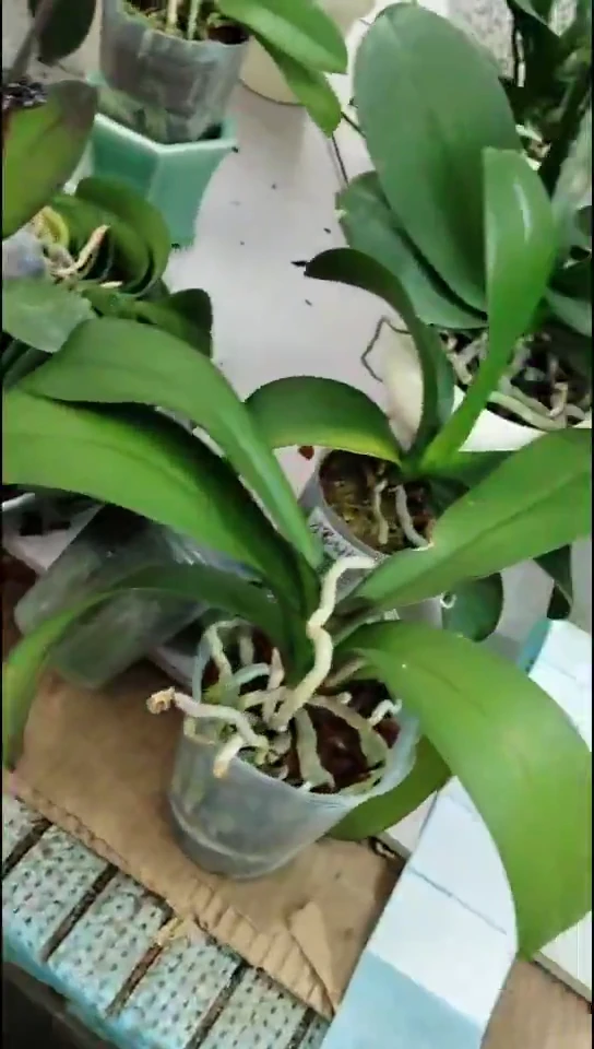 全部花朵一点红福利苗