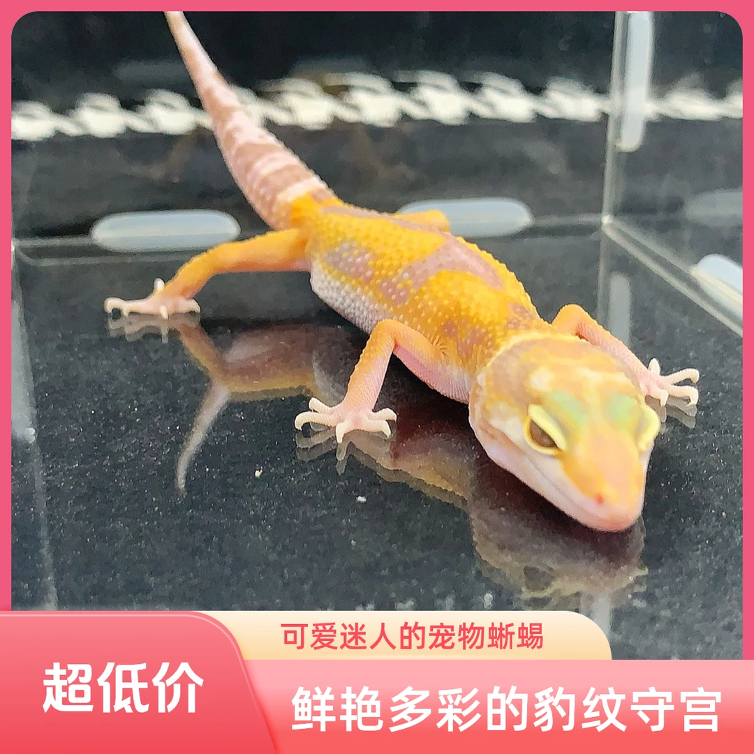 新手入门可爱易养豹纹守宫蜥蜴活体宠物温顺小型爬宠暴龙基因