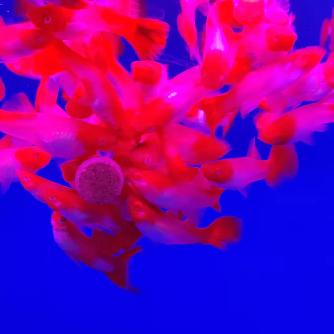 鸿运当头孔雀鱼种鱼（入缸不包损 无完整开箱视频不包损）