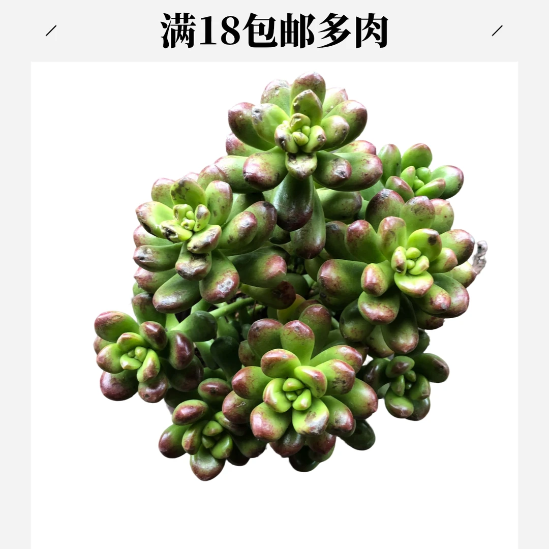 丸叶松绿 满9.9元包邮多肉植物 直播间展示为准