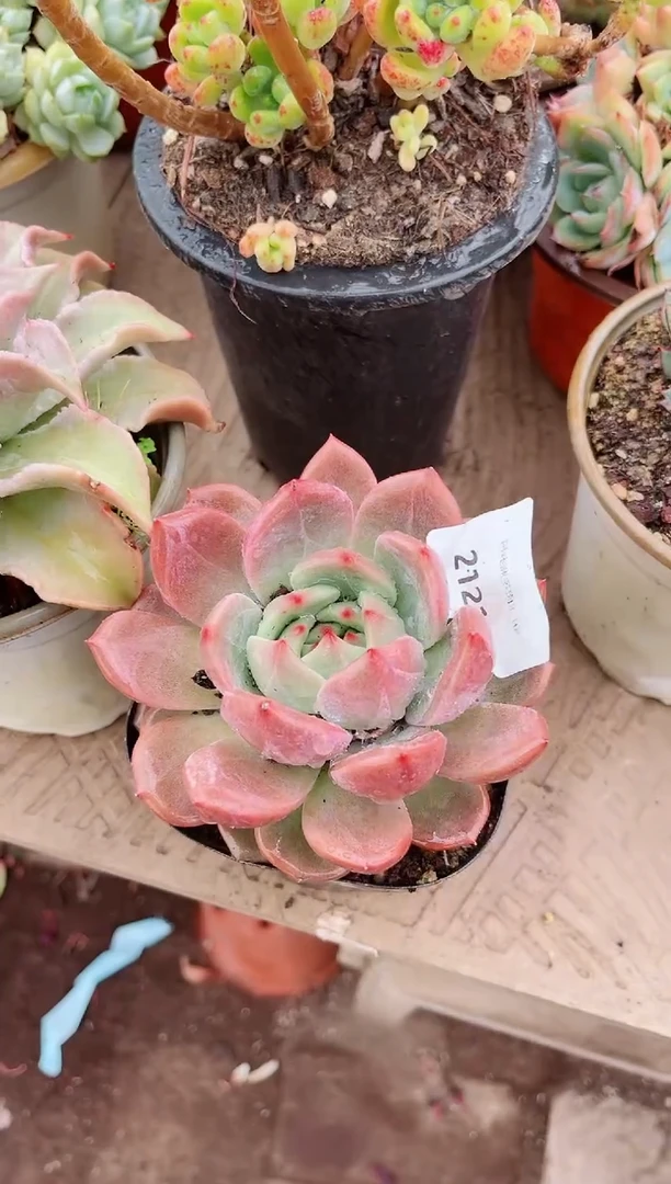 梦**真多肉植物一物一拍21212