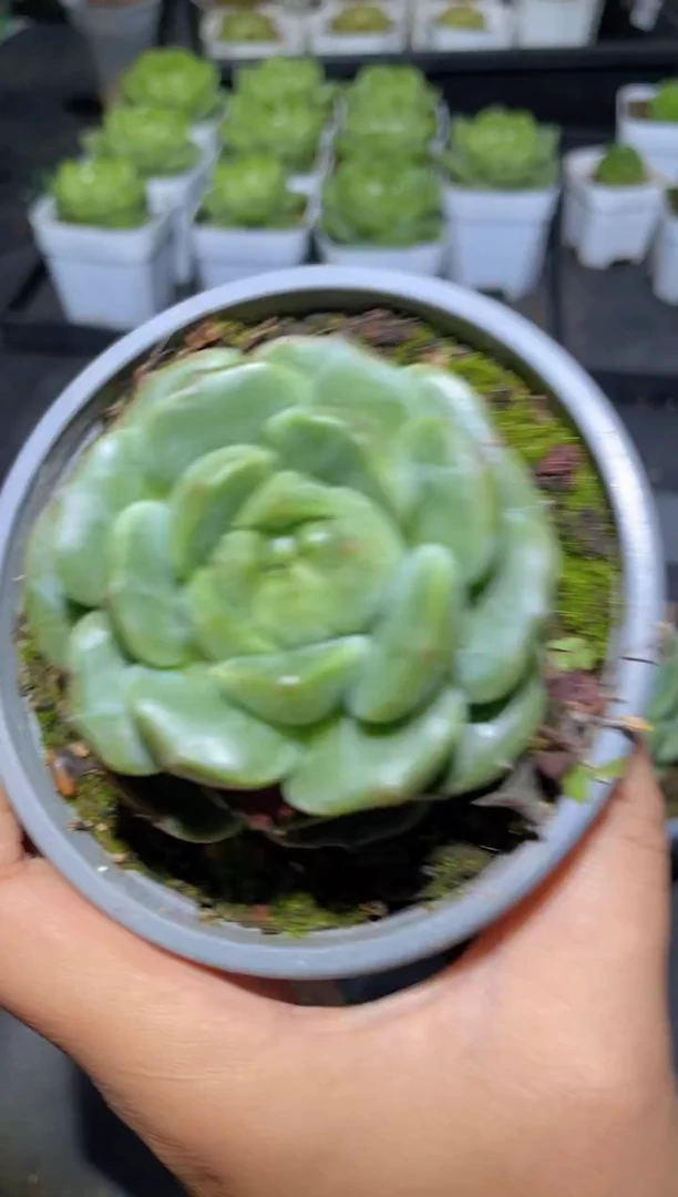 332绿体新珍妮量拍发一颗