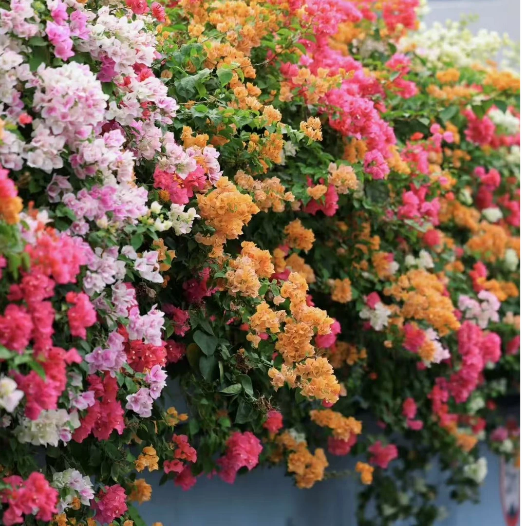 三角梅小苗袋苗品种对版四季开花卡亚塔不甜西瓜凤凰勤花