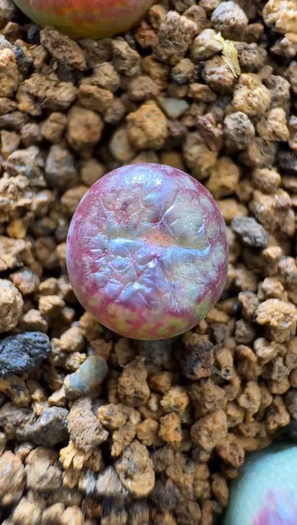 【闪购商品】19-45