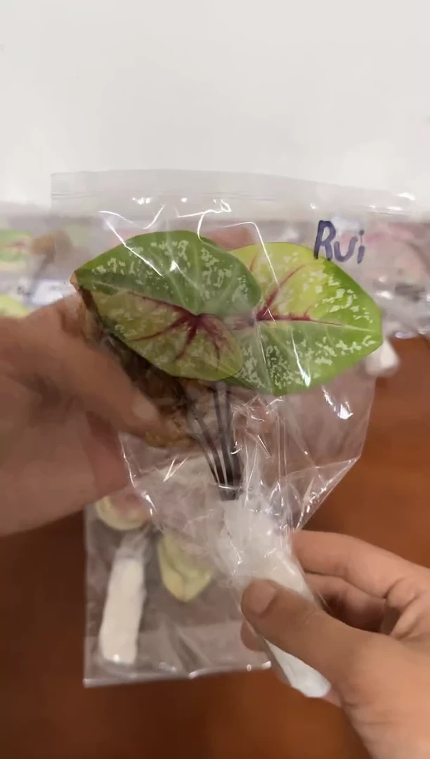 不开花植物泰彩-擎天柱N008