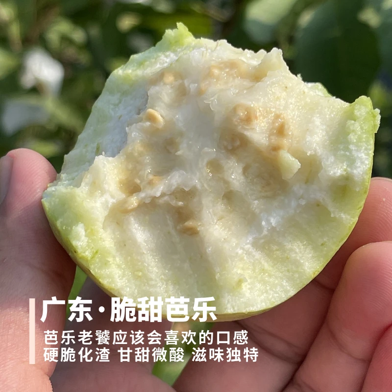 脆甜芭乐 广东湛江珍珠脆芭乐 硬脆甜不带酸梅粉都很有滋味4.8斤