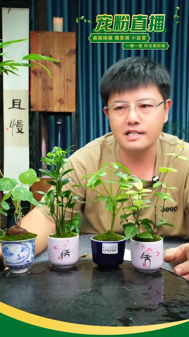无花朵A****梵苔藓微景观588号
