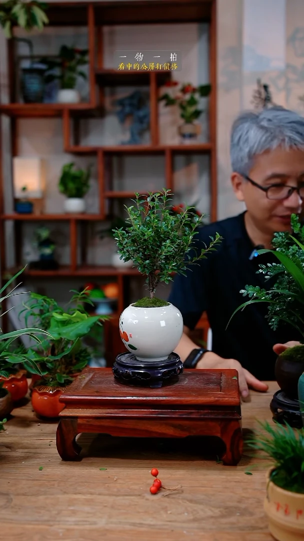 不开花植物樱*赤楠299