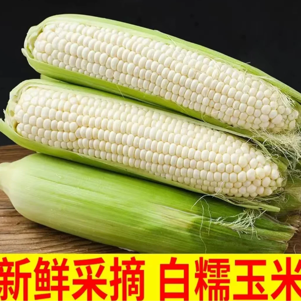 新鲜白糯玉米新鲜玉米香甜糯玉米颗粒饱满香甜 软糯白玉米带壳发