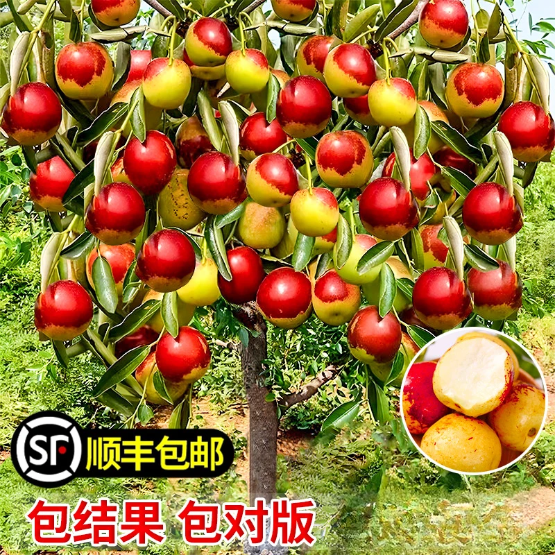 枣树活苗嫁接冬枣地栽果树果苗当年结果北方南方大枣超甜特大庭院