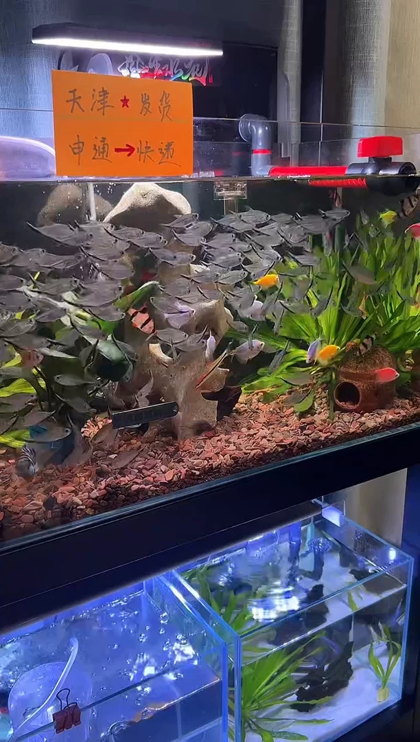 荧光天使鱼多彩天使3-4cm25尾+5尾备损（备损不包损）（保4色）