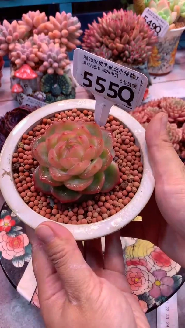 555Q  模特区 海洋之心