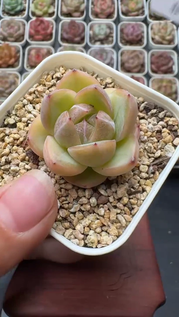 303S带盆土发 当场拍3颗以上包柚 多肉植物 一物一拍