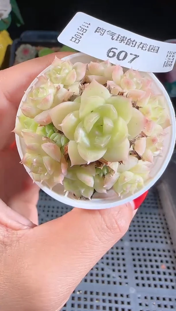 1110-607（群生不包整）