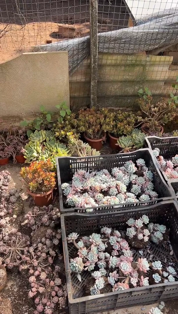 好**线5颗小叶玉树￥20