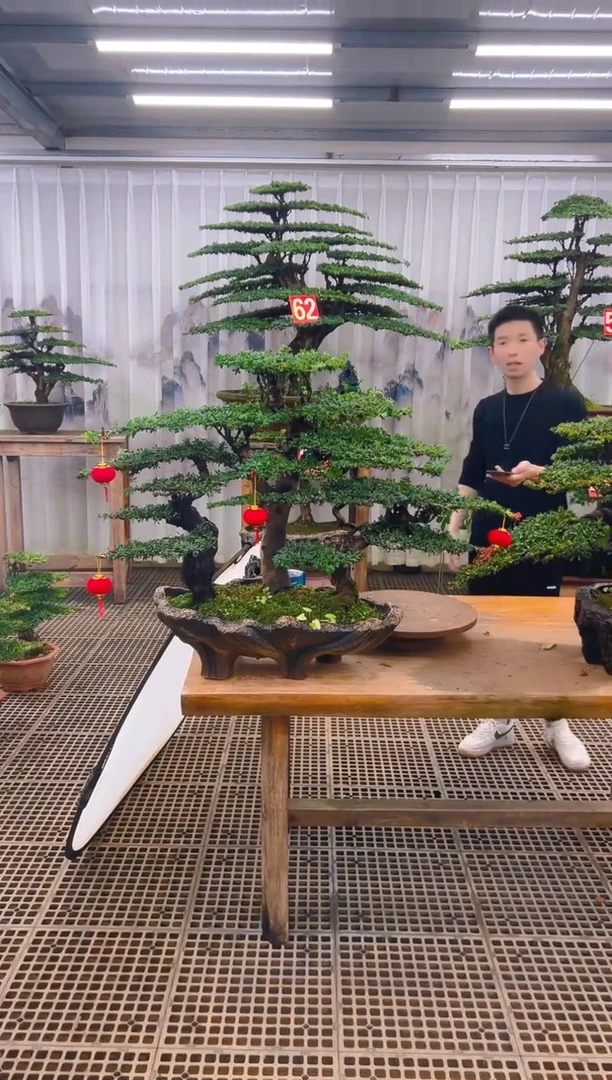 无花朵稳***福精品盆景直播间一物一拍