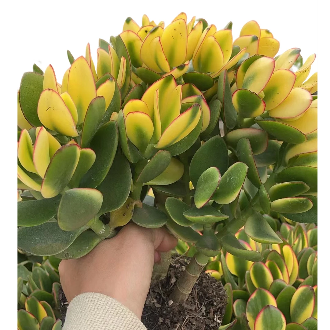 黄金玉树 好看好养 多肉植物 云南昆明发货