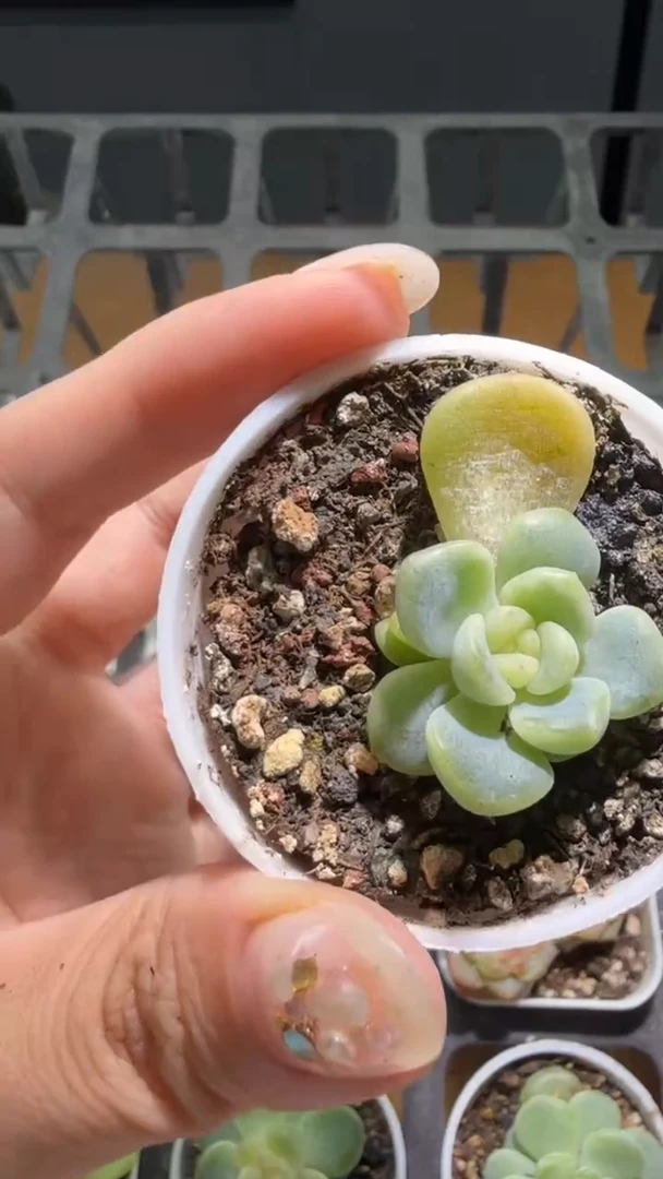 468   600多肉植物