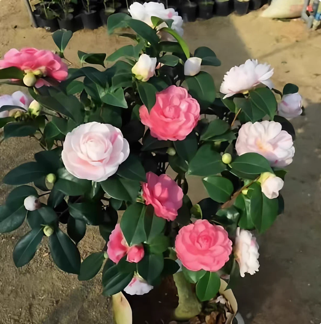 七仙女茶花重瓣茶花盆栽苗