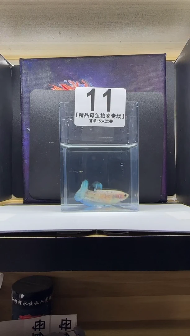 斗鱼母鱼编号：11