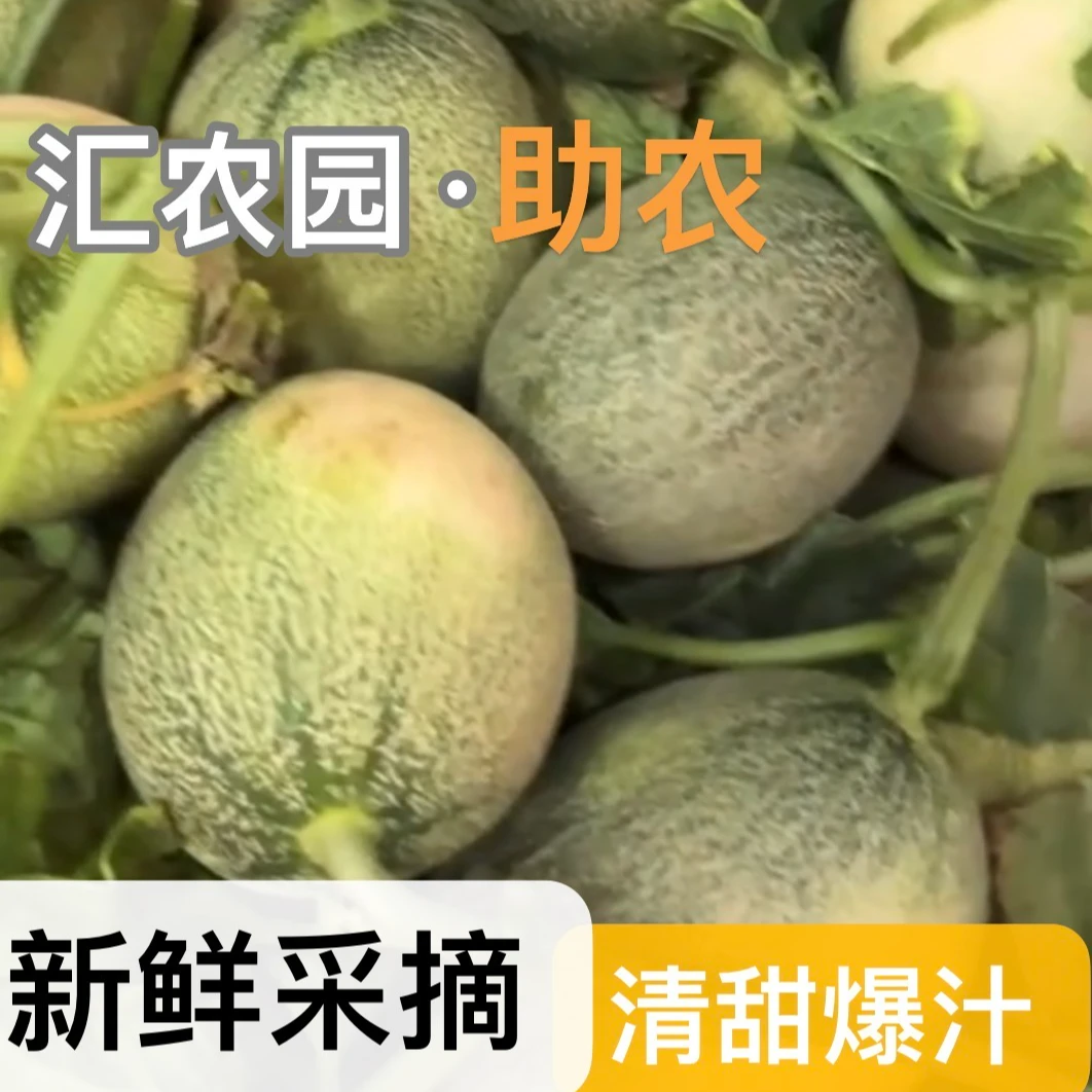 【助农】新鲜现摘应季瓜果2000克小蜜清甜爆汁