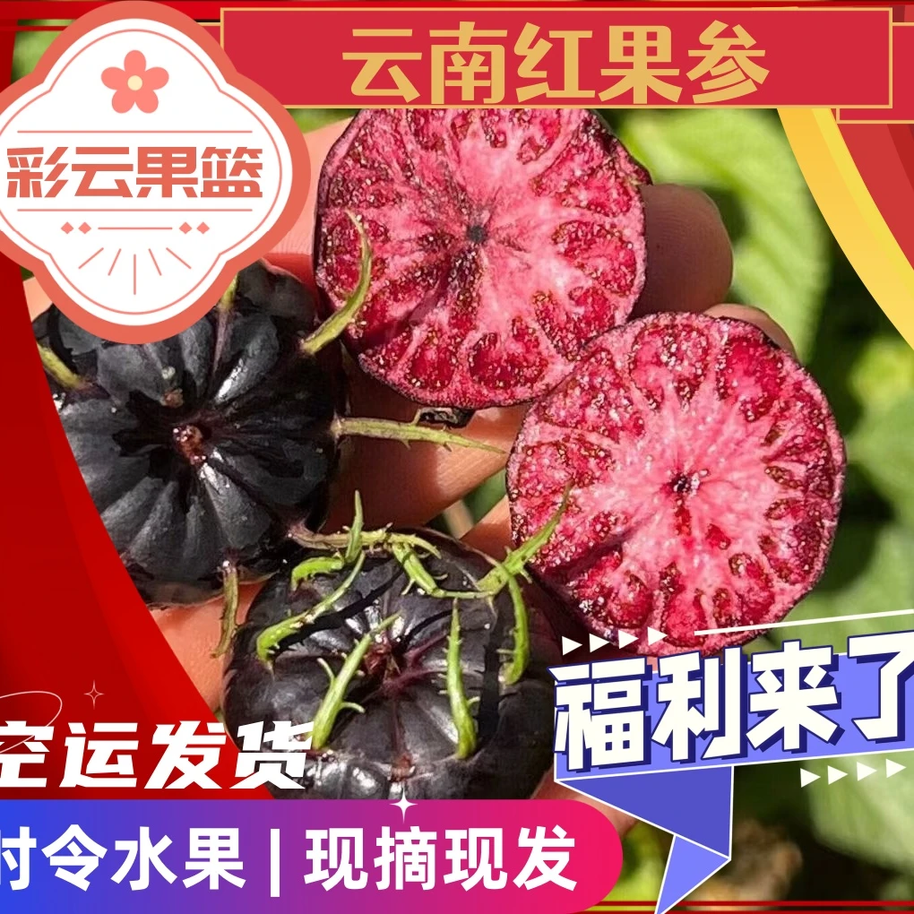 【云南空运】高山时令稀有水果 红果参 产地空运直发  现摘现发