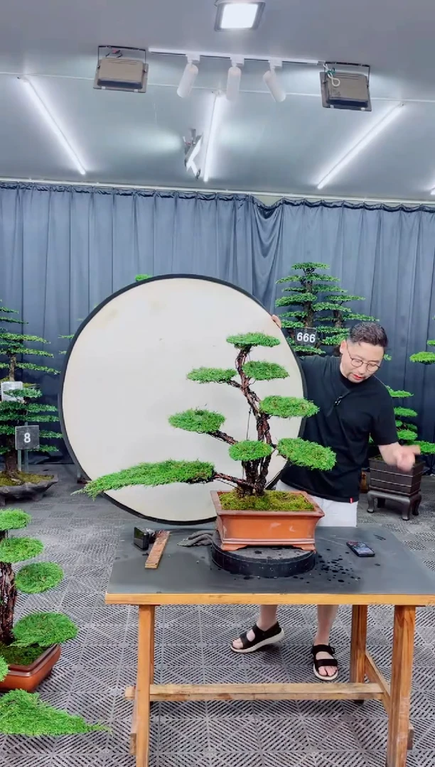 无花朵济州真柏盆景.....